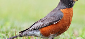 American robin male