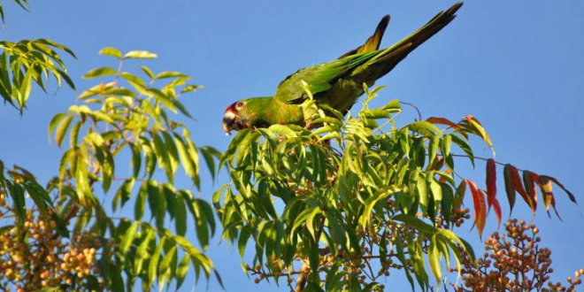 wild parrot of sunnyvale