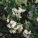 white potato vine flowers