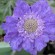 Scabiosa caucasica