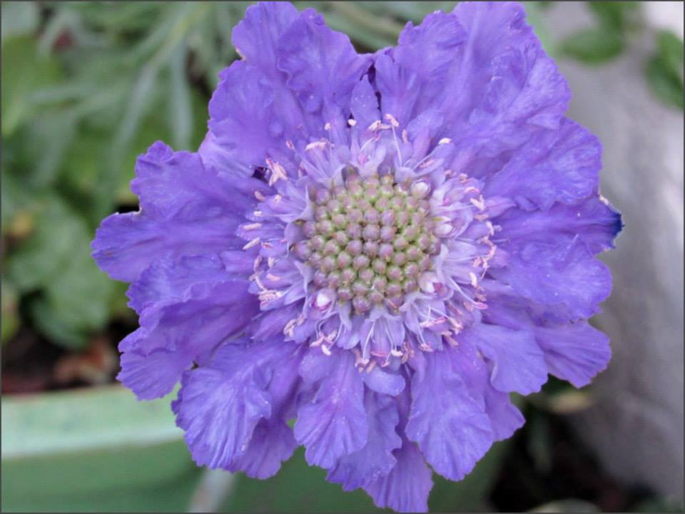 Scabiosa Caucasica Sunnyvale Garden