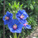 Blue Pimpernel