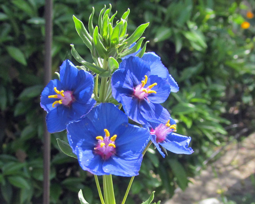 Anagallis monellii Blue Pimpernel SunnyvaleGarden