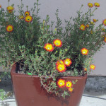 drosanthemum