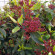 virburnum tinus