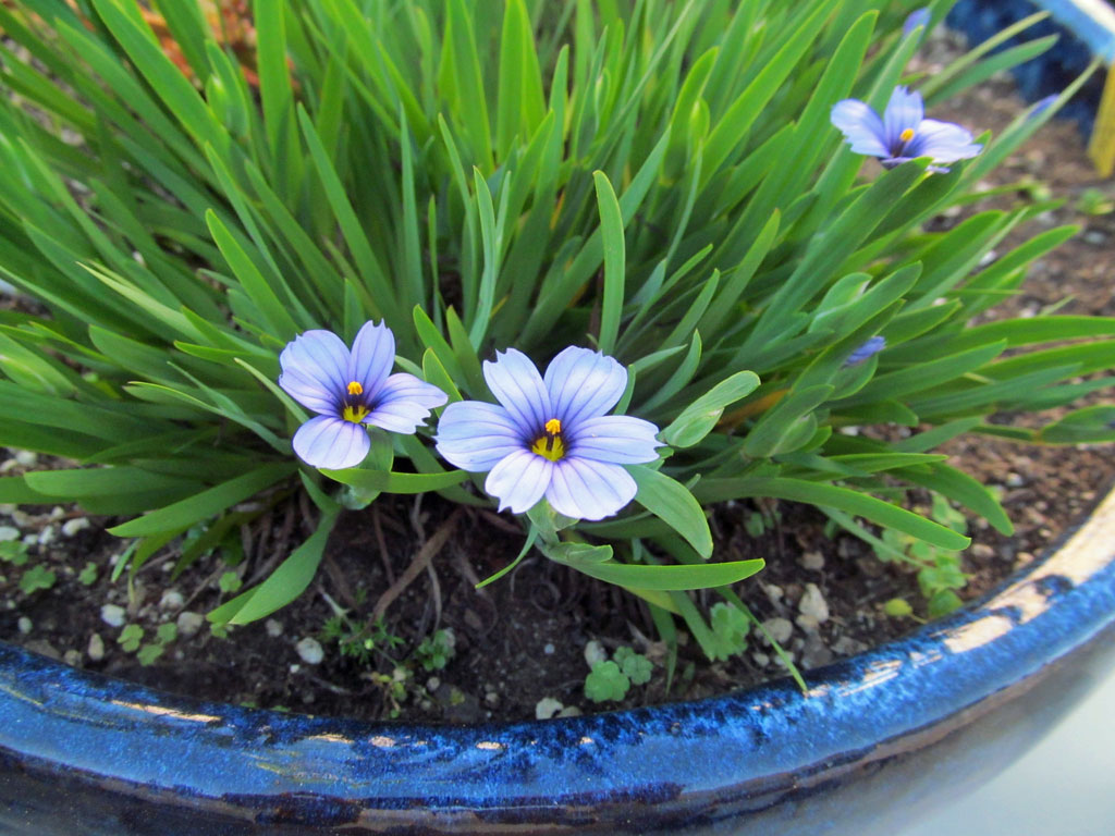 Narrowleaf Blueeyed Grass SunnyvaleGarden