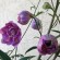 Delphinium elatum