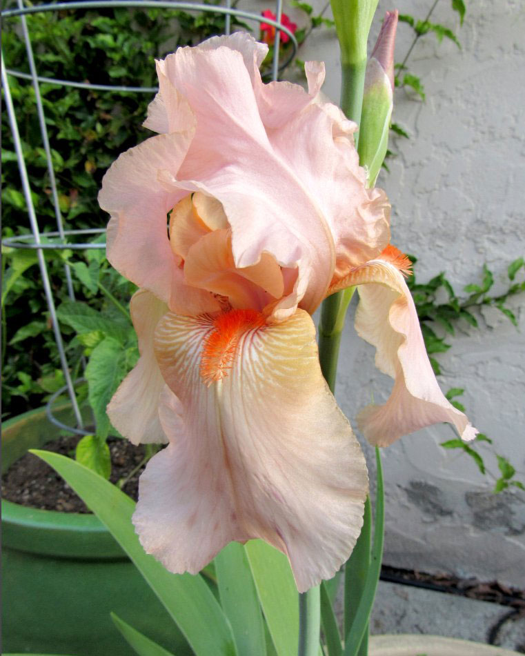 Bearded Iris Peach SunnyvaleGarden