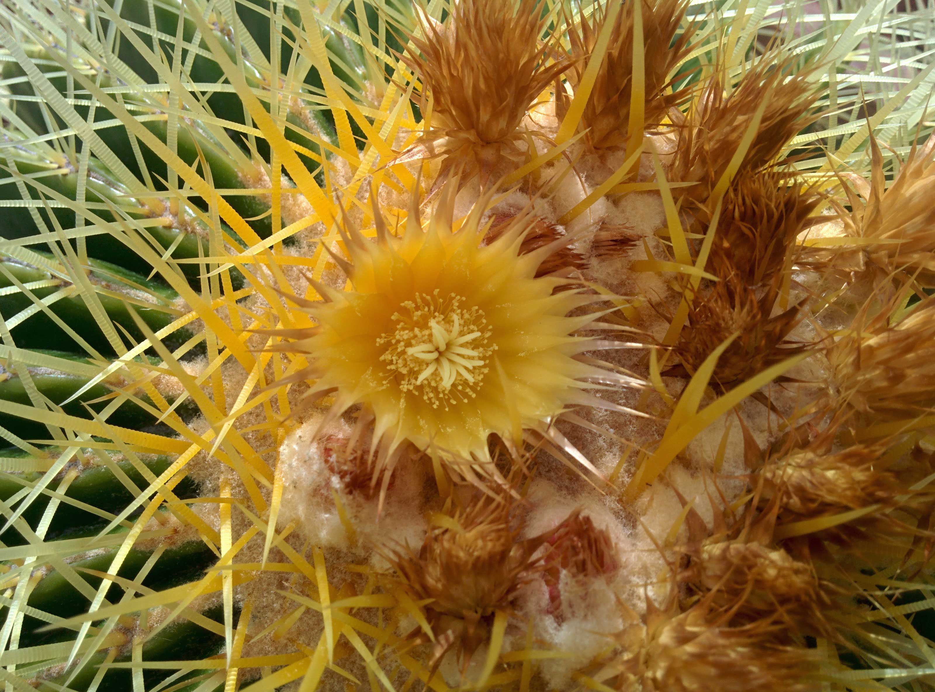 Barrel Cactus Flowers 2015 SunnyvaleGarden