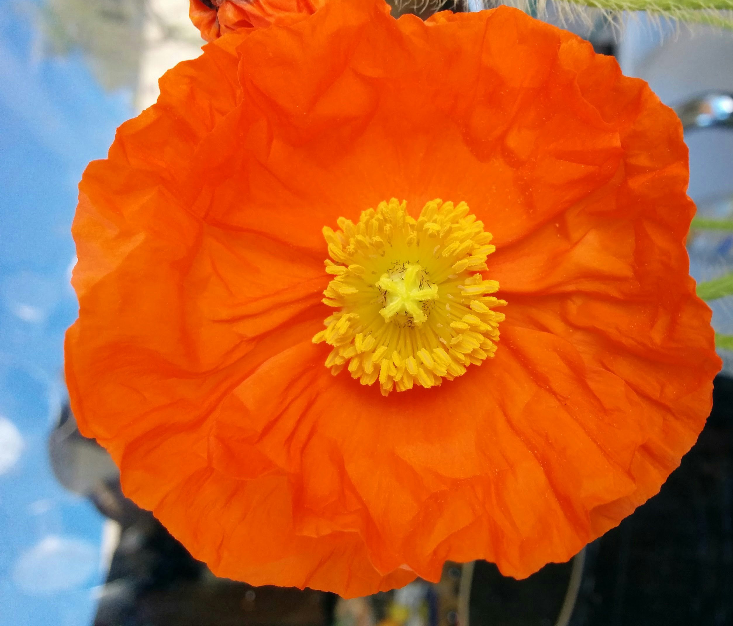 Icelandic Poppy 2015 SunnyvaleGarden