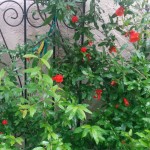 pomegranate-flowers