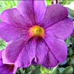 purple-calibrochia