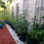 wall-of-tomato