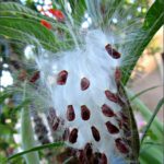 milkweed-seed