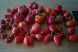 mucho-tomatoes