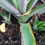 pineapple-baby-plants