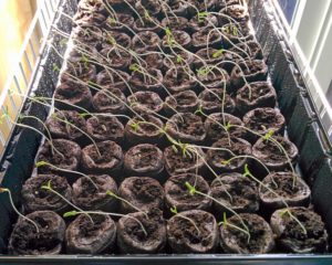 tomato-seedlings-2017