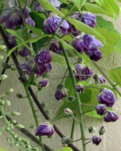 wisteria-2017-closeup-web