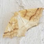 20170601_075058-moth