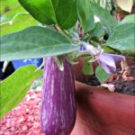 eggplant-blossom-and-fruit