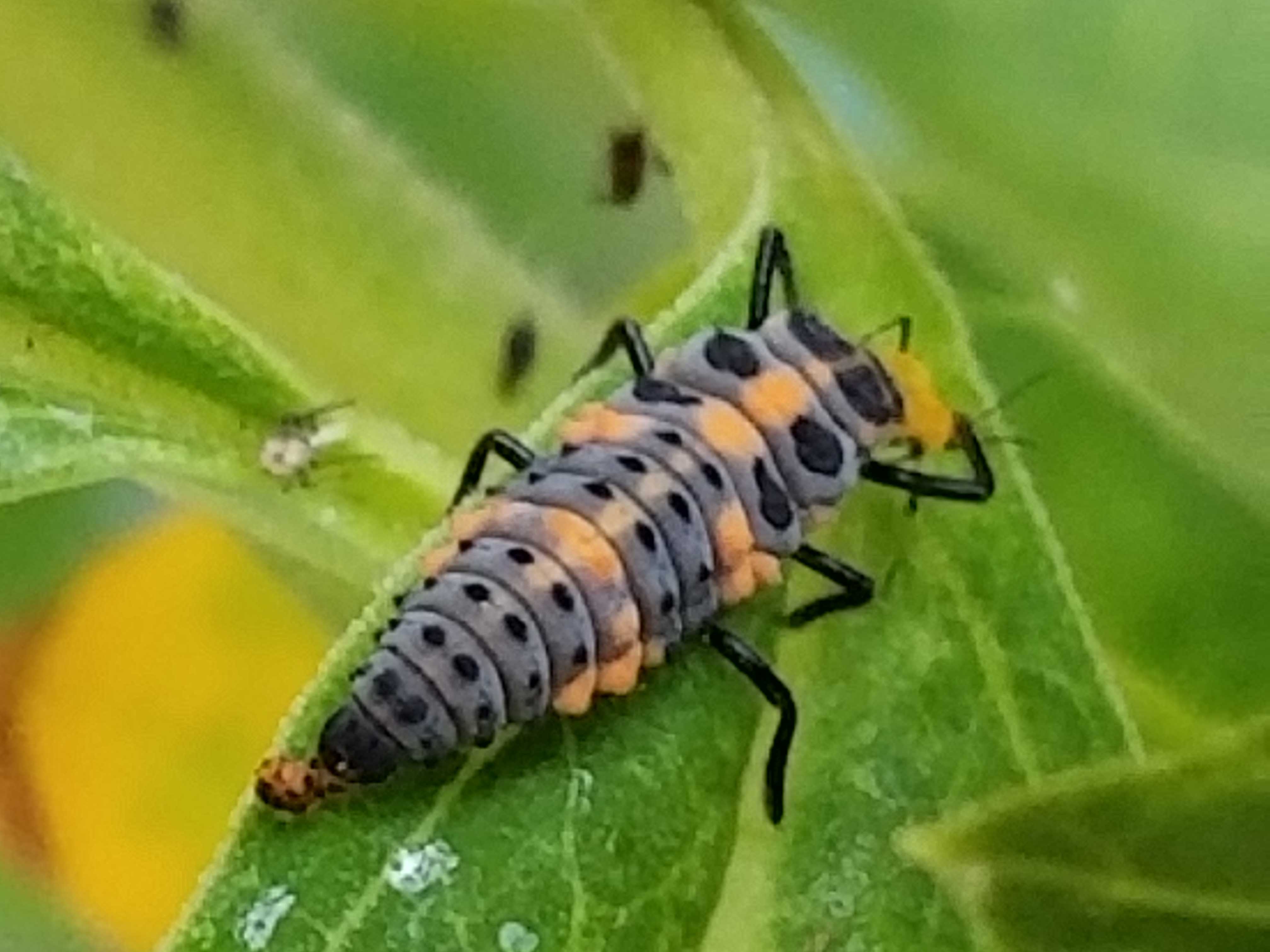Ladybug Larvae Images Ladybugs For Sale GQUGX Ladybug Larvae Images Ladybugs For Sale GQUGX