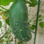 pickle-cucumber