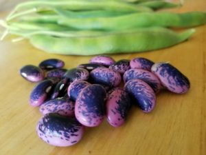 scarlet-beans
