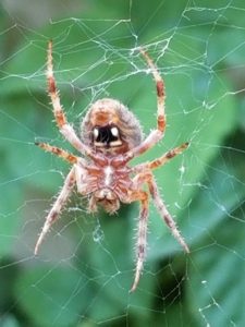 garden-spider