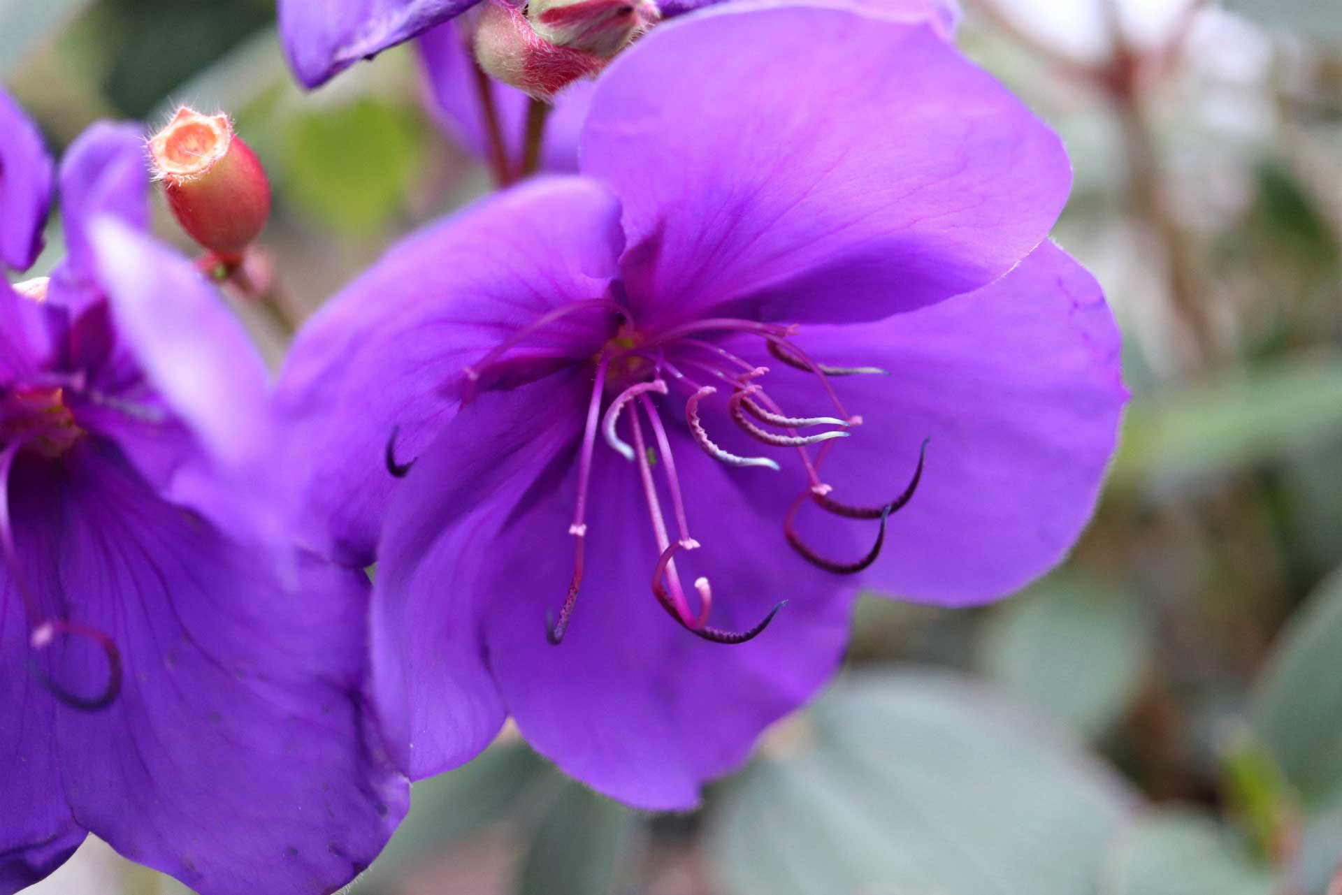 Princess Flower SunnyvaleGarden