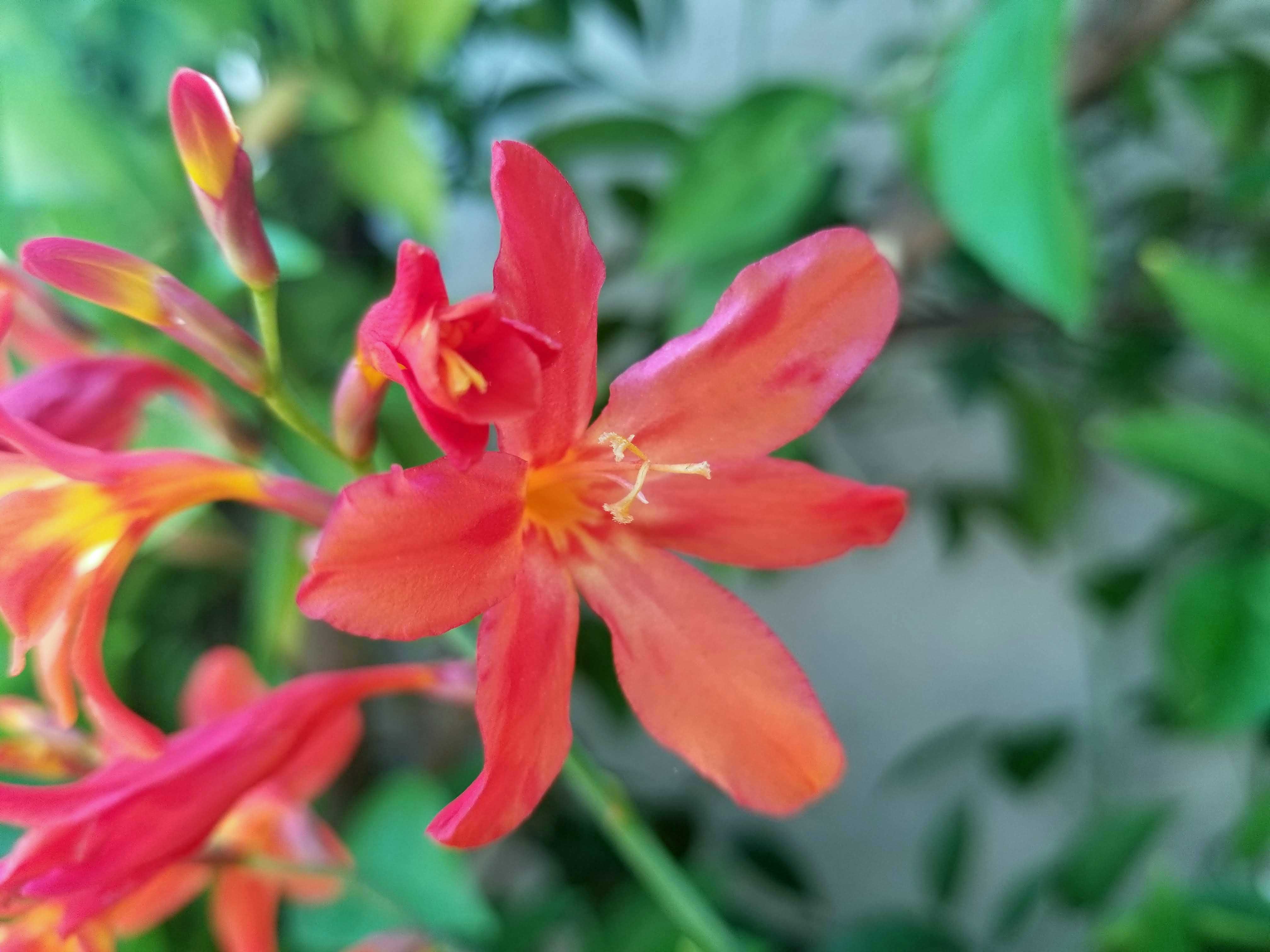 Crocosmia – Sunnyvale-Garden