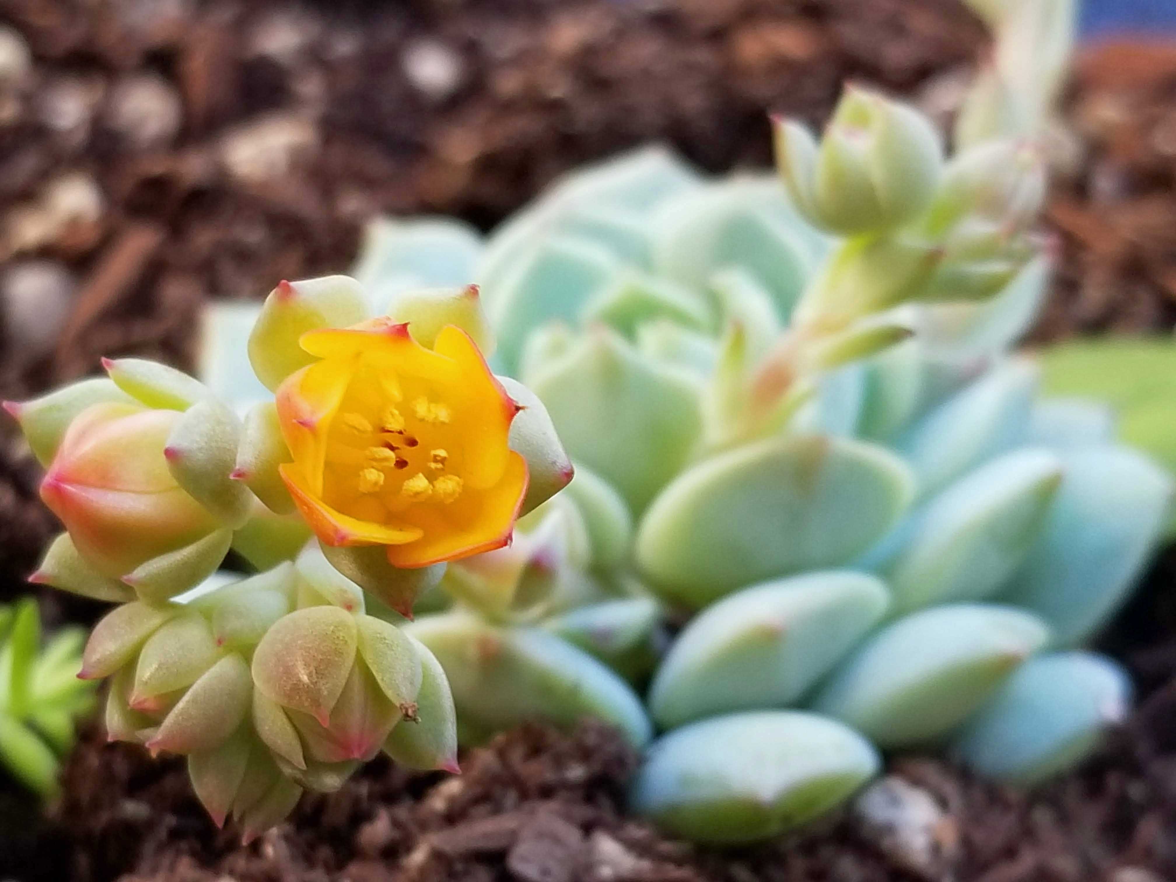 Echeveria derenbergii – Painted Lady – Sunnyvale-Garden