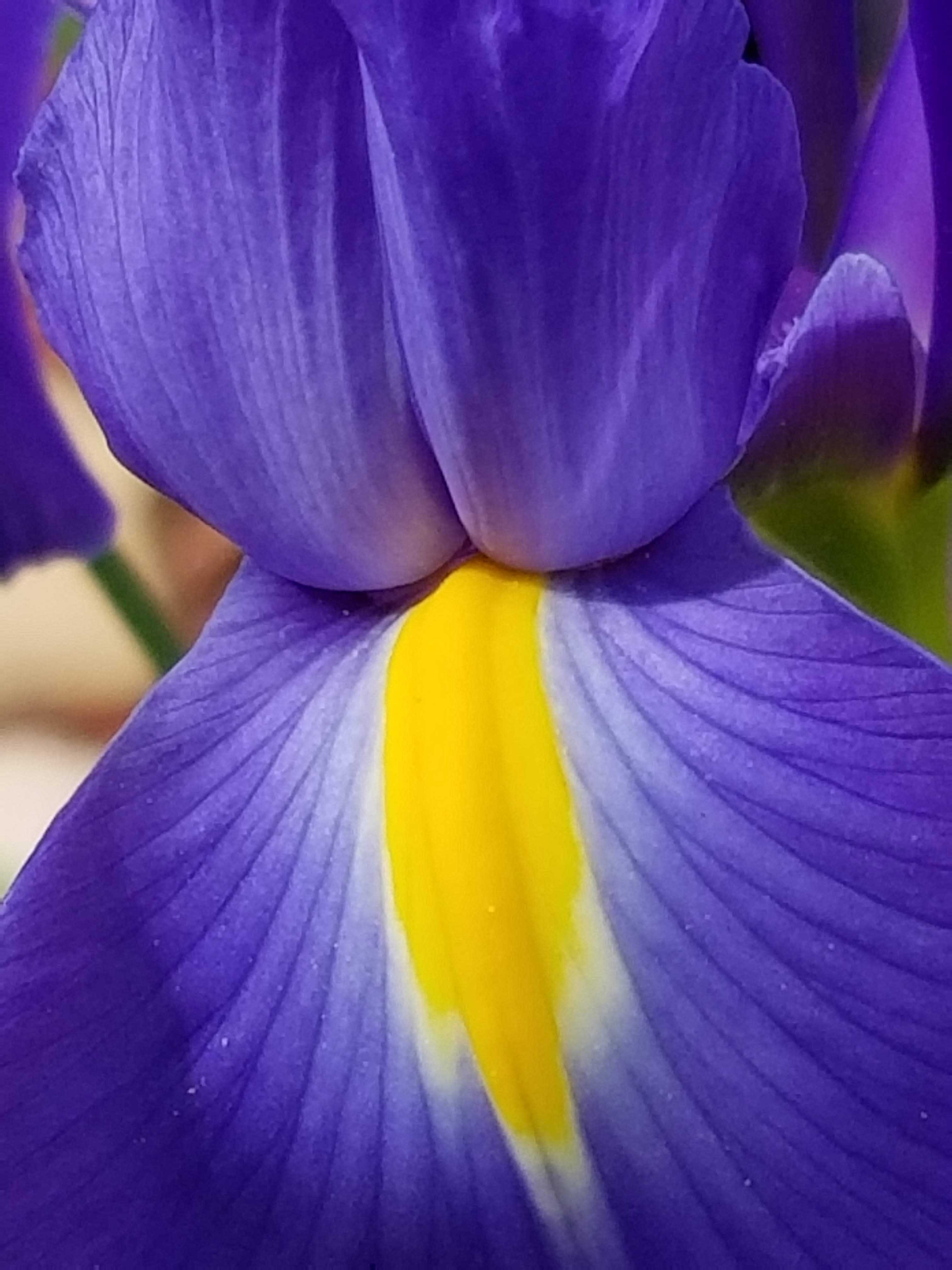 Dutch Iris SunnyvaleGarden