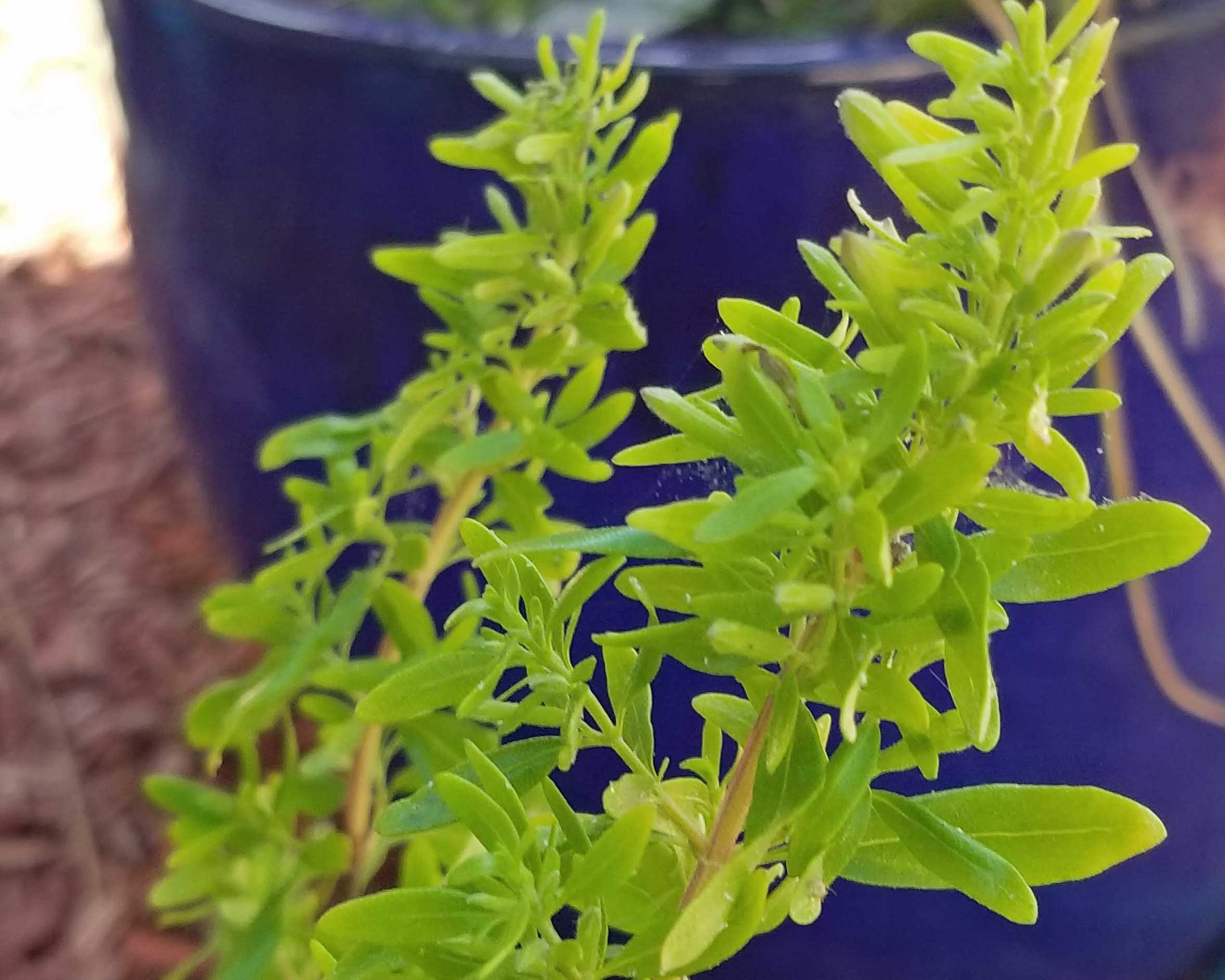 Mexican Oregano SunnyvaleGarden