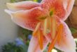 oriental lily