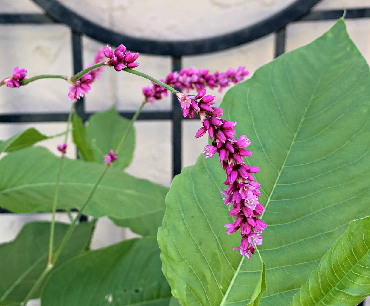 Kiss Me Over The Garden Gate – Sunnyvale-Garden