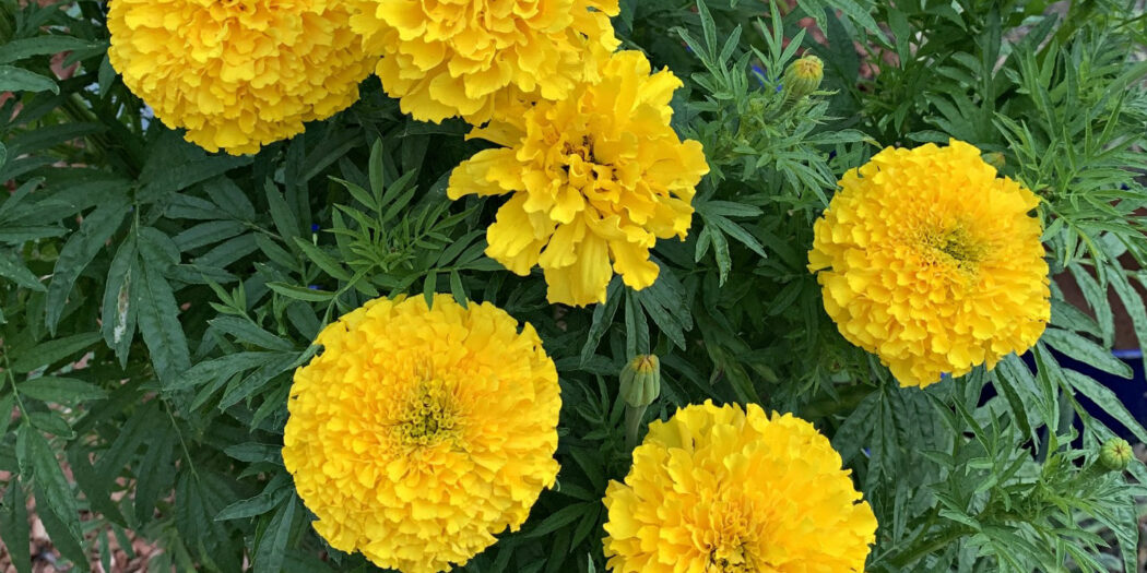 Tagetes erecta SunnyvaleGarden