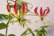 Gloriosa lily