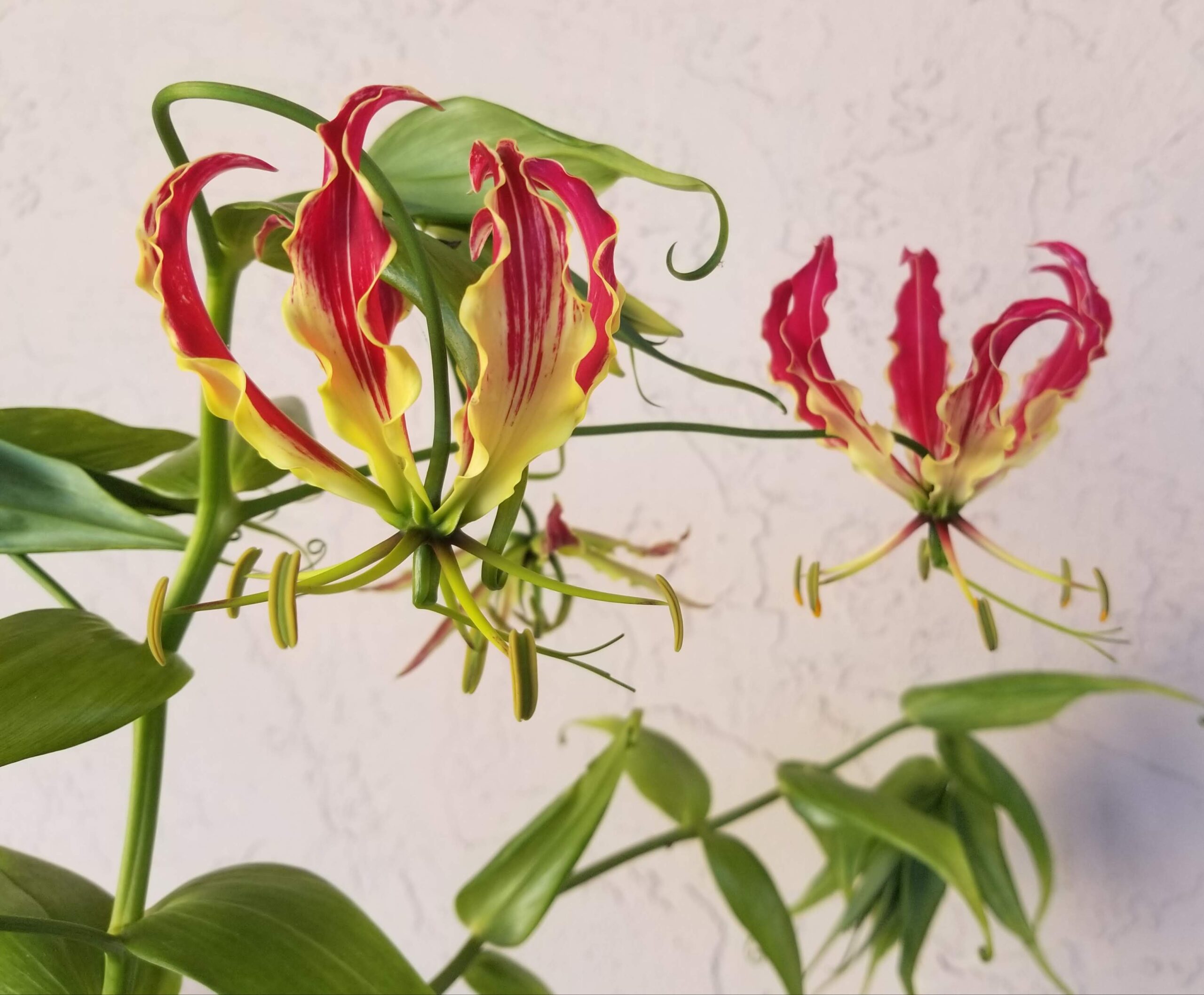 African Plants SunnyvaleGarden
