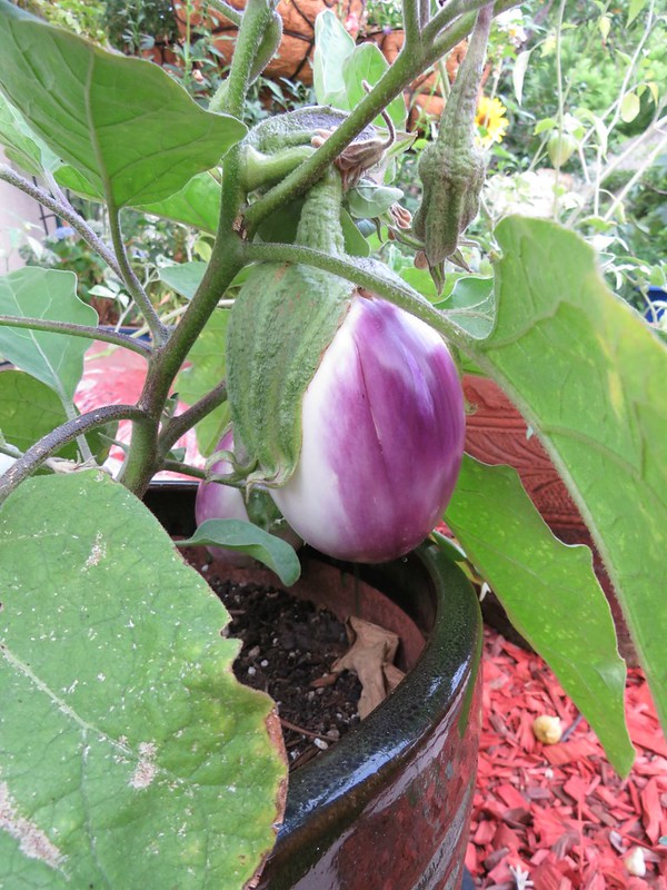 Rosa Bianca Eggplant SunnyvaleGarden