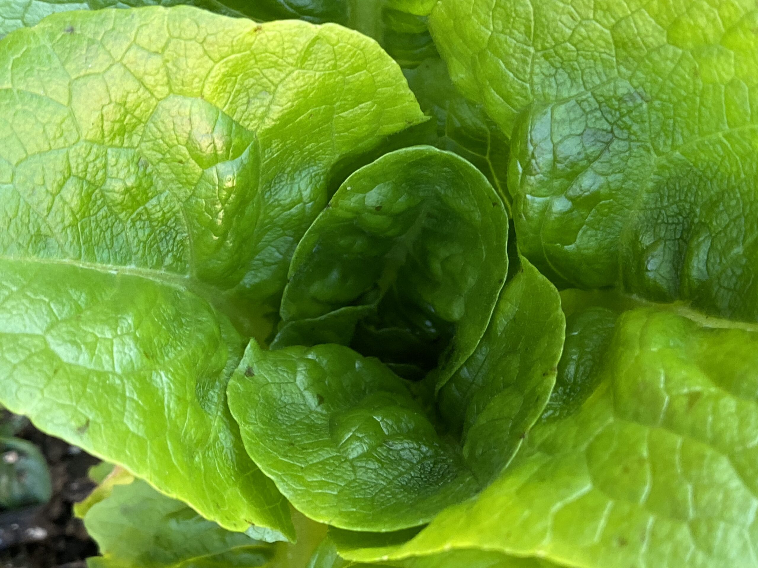 Bibb Lettuce SunnyvaleGarden