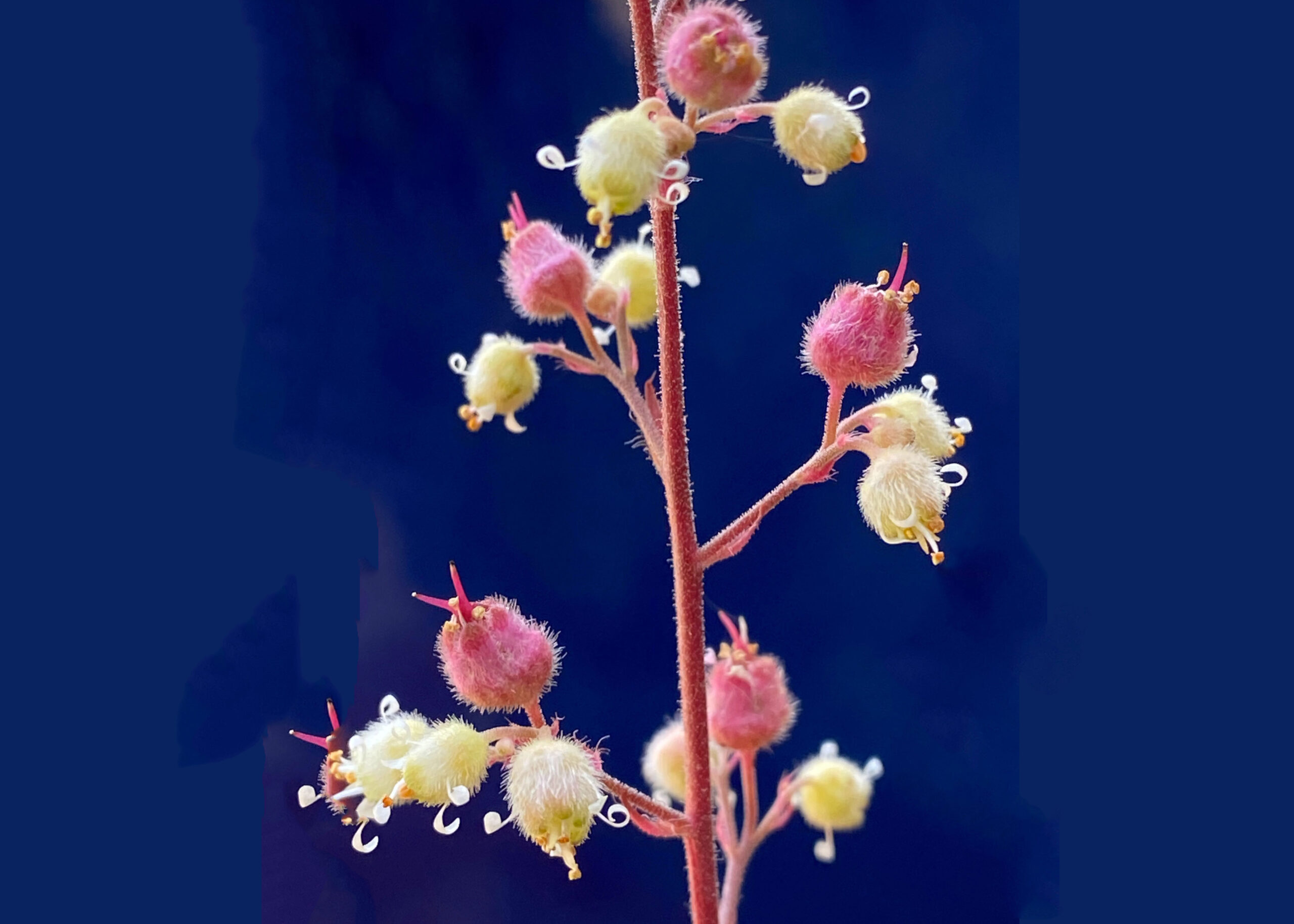 Island Alum Root SunnyvaleGarden