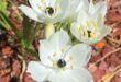 white star flower