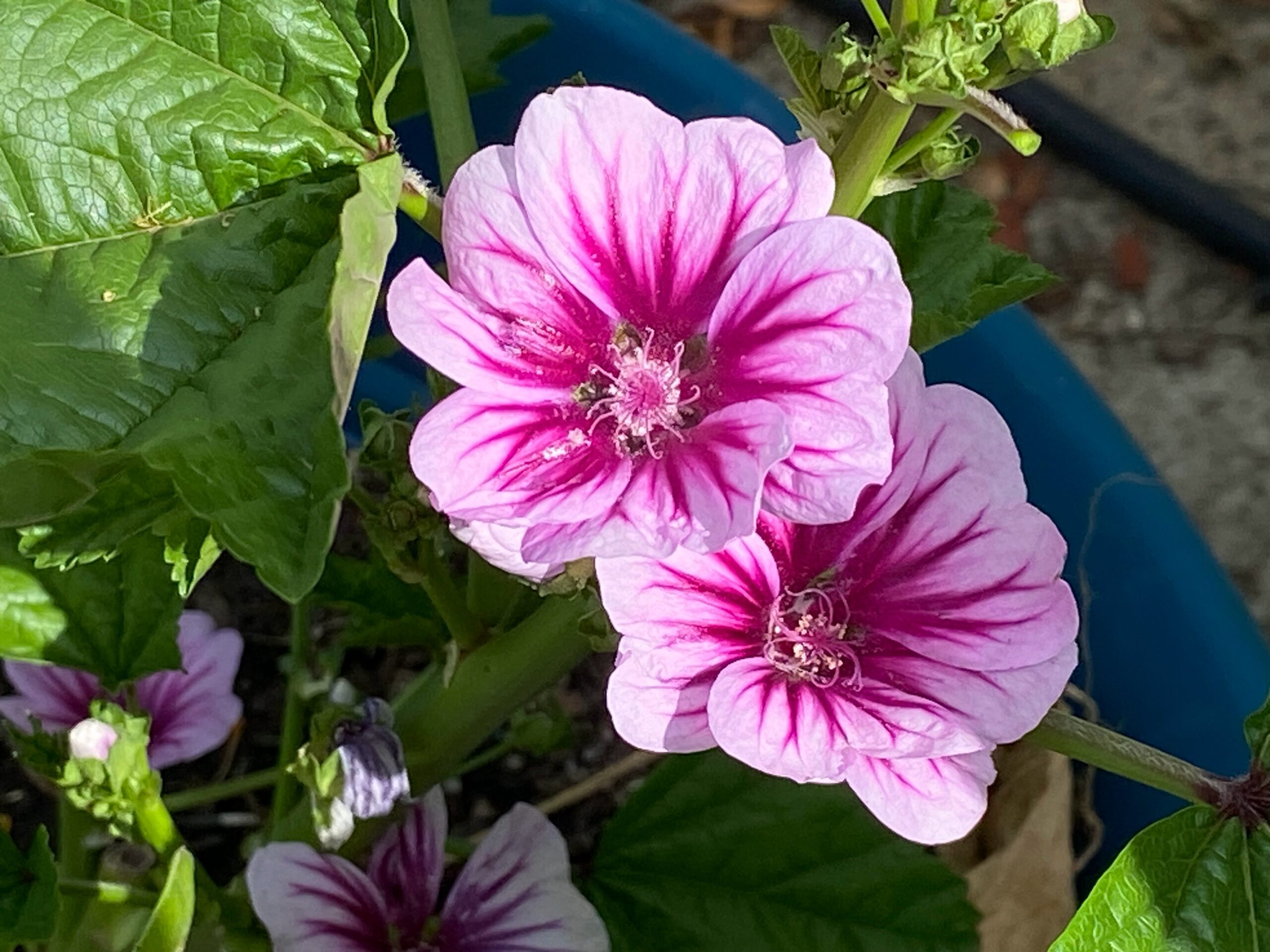 Malva sylvestris 'Zebrina' – Sunnyvale-Garden