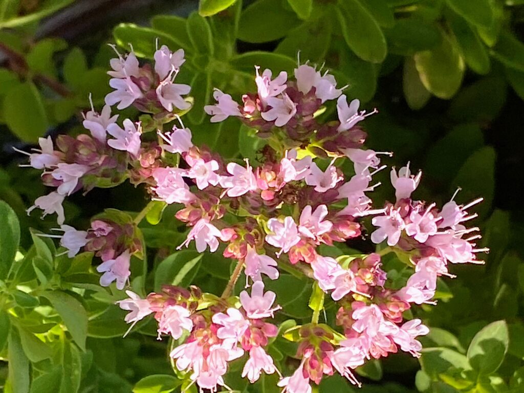 oregano flowers in July