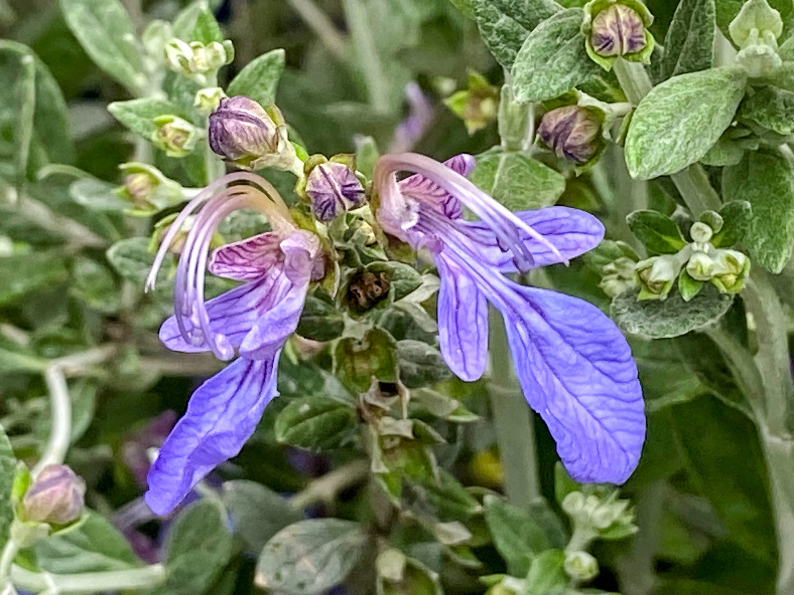 Teucrium Fruticans Azureum Sunnyvale Garden Teucrium Fruticans Azureum Sunnyvale Garden