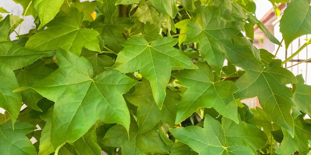 Liquidambar – Sunnyvale-Garden