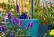 Agastache