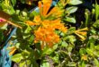 Jessamine - Juiced Orange