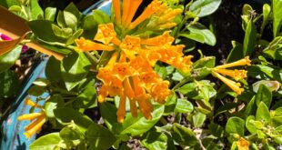 Jessamine - Juiced Orange