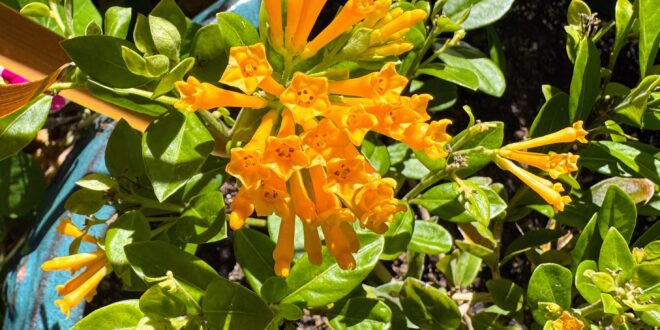 Jessamine - Juiced Orange